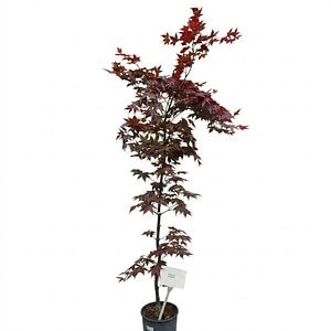 Arbust ornamental Acer Red O Kagami Palmatum, H 90-120 cm