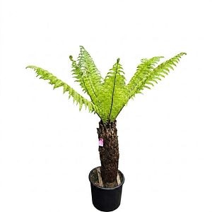 Feriga Arborescenta Dicksonia Antarctica, H 150 cm
