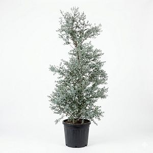 Arbore ornamental Eucalyptus Gunnii Azura, H 175 cm