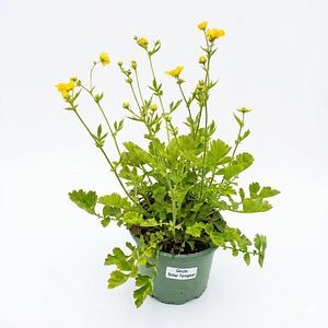 Planta perena Geum Solar Tempest, H 30 cm