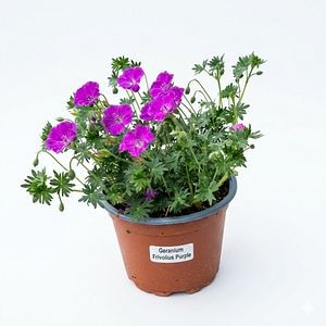 Planta perena Geranium Purple Frivolius, H 20 cm