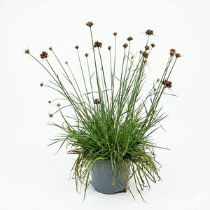 Planta perena Dianthus Cruentus, H 40 cm