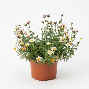 Planta perena Anacyclus Depressus Siberkiss, H 10 cm