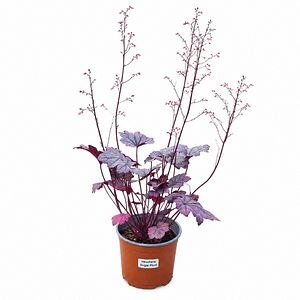 Heuchera Sugar Plum, H 25 cm