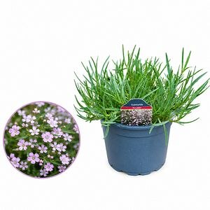 Floarea miresei Knudel, H 20 cm