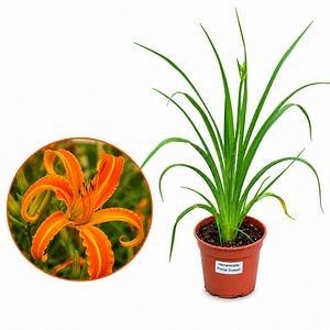Crin de o zi Primal Scream, H 40 cm