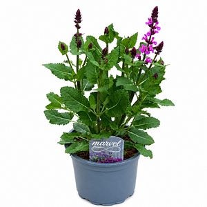 Salvia Marvel Rose, H 30 cm