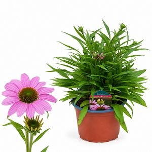 Echinacea Fountain Light Purple, H 45 cm