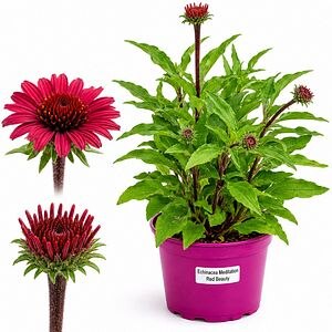 Echinacea Meditation Red Beauty, H 45 cm