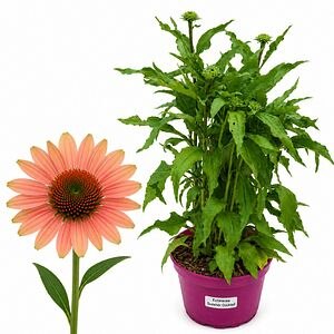 Echinacea Summer Cocktail, H 45 cm