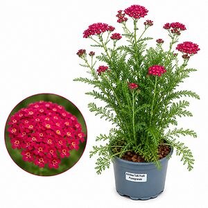 Coada-soricelului Tutti Frutti Pomegranate, H 40 cm
