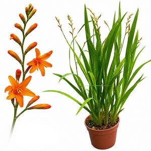 Montbretia (Crocosmia Nova Gold Dust), H 45 cm