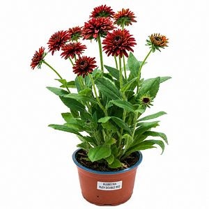 Rudbeckia (Rudbeckia Hirta Rudy Double Red), H 45 cm