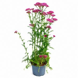 Coada-soricelului (Achillea New Vintage Violet), H 45 cm