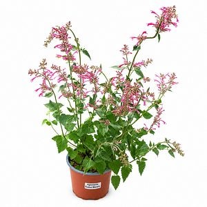 Agastache (Agastache Kudos Morello), H 45 cm