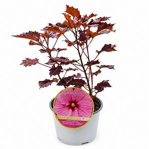 Hibiscus de gradina (Hibiscus Summerific Edge Of Night), H 80 cm