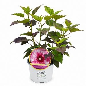 Hibiscus de gradina (Hibiscus Summerific Cherry Choco Latte), H 80 cm