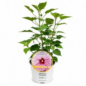 Hibiscus de gradina (Hibiscus Summerific All Eyes On Me), H 80 cm