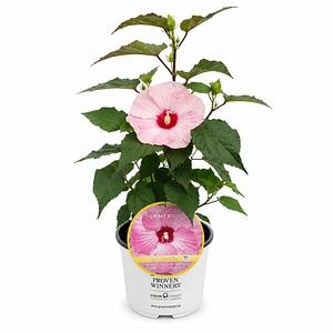 Hibiscus de gradina (Hibiscus Summerific Spinderella), H 80 cm