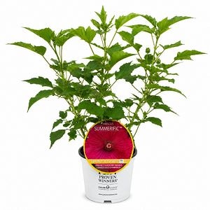 Hibiscus de gradina (Hibiscus Summerific Summer In Paradise), H 80 cm