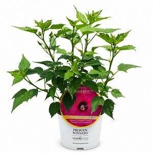 Hibiscus de gradina (Hibiscus Summerific Candy Crush), H 80 cm
