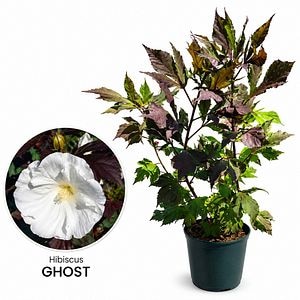 Hibiscus de gradina (Hibiscus Carousel Ghost), H 80 cm