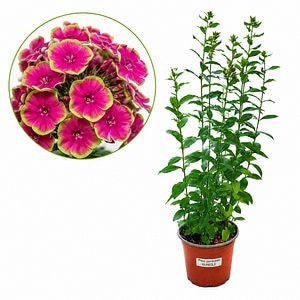 Brumarele (Phlox Paniculata Aureole), H 55 cm