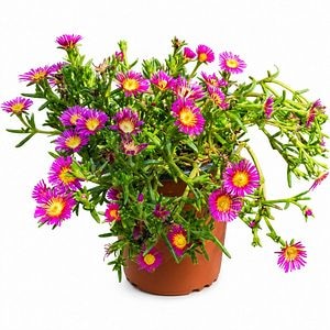 Floarea de gheata (Delosperma Solstice Magenta), H 25 cm