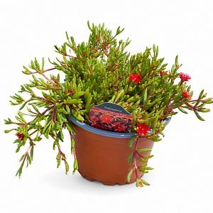 Floarea de gheata (Delosperma Desert Dancer Rosie), H 25 cm