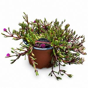 Floarea de gheata (Delosperma Desert Dancer Purple), H 25 cm