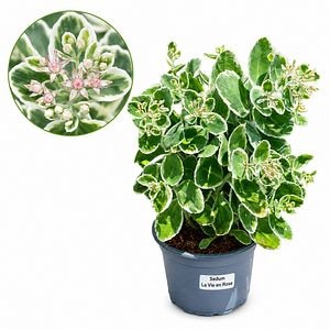Iarba grasa (Sedum Seduction La Vie En Rose), H 35 cm