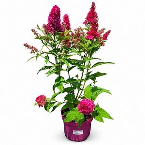 Liliac de vara (Buddleja Butterfly Candy Ruby), H 45 cm