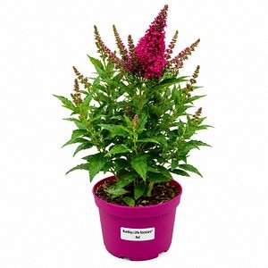 Liliac de vara (Buddleja Little Rockstars Red), H 35 cm