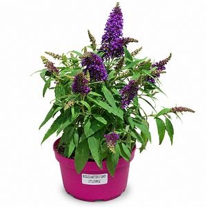 Liliac de vara (Buddleja Butterfly Candy Little Purple), H 45 cm