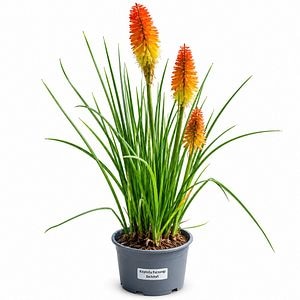 Torta aprinsa (Kniphofia Pyromania Backdraft), H 45 cm