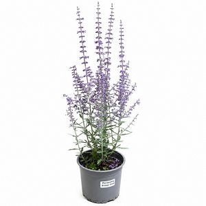 Salvie ruseasca (Perovskia Prime Time), H 45 cm
