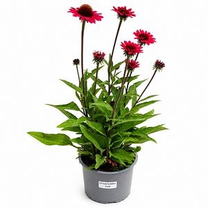 Echinacea (Echinacea Sunseekers Scarlet), H 45 cm