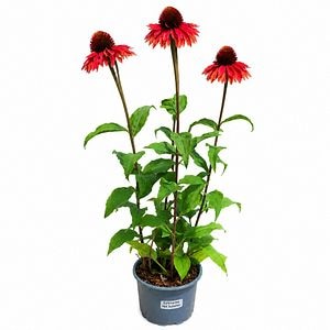 Echinacea (Echinacea Hot Summer), H 50 cm