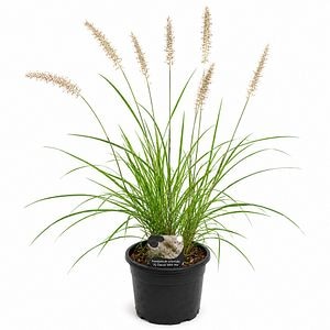 Iarba decorativa (Pennisetum JS Dance With Me), H 50 cm