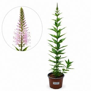 Veronicastru (Veronicastrum Pink Glow), H 65 cm