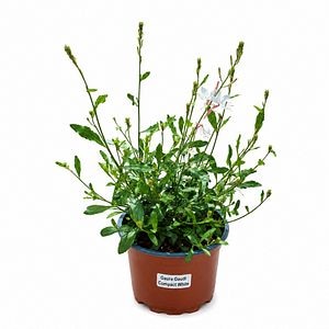 Gaura (Gaura Gaudi Compact Alba), H 40 cm
