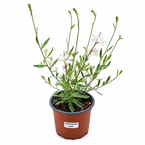 Gaura (Gaura Corrie's Gold), H 45 cm