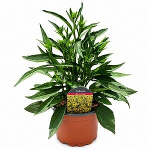 Rudbeckia (Rudbeckia Little Goldstar), H 45 cm