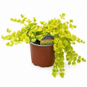 Lysimachia aurie (Lysimachia Goldilocks), H 15 cm
