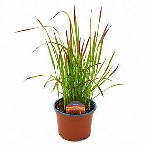 Iarba rosie japoneza (Imperata Red Baron), H 45 cm