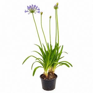 Crin african (Agapanthus Africanus Blue), H 100 cm