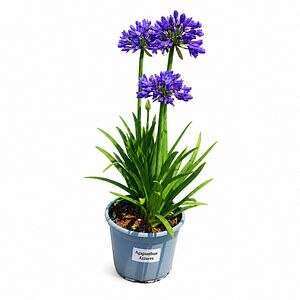 Crin african (Agapanthus Azzuro), H 40 cm