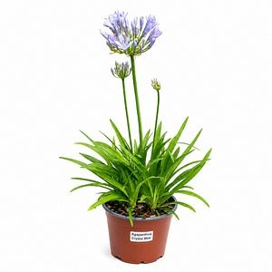 Crin african (Agapanthus Crystal Blue), H 50 cm