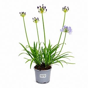 Crin african (Agapanthus Popin Star), H 60 cm