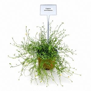 Margareta mexicana (Erigeron Karvinskianus), H 25 cm